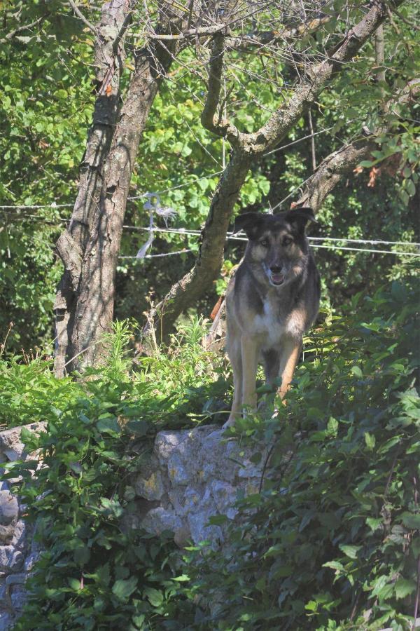 Studio Gard Calme Et Nature Russan Bagian luar foto